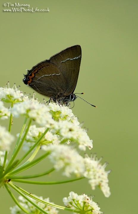 White Letter Hairstreak 03_07_06.jpg